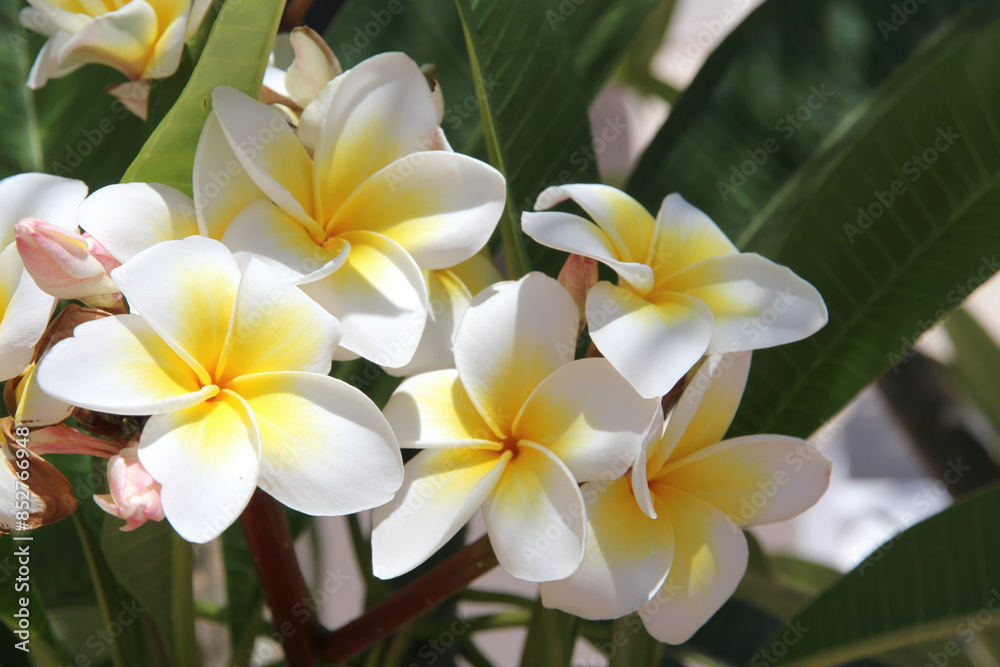 natural wallpaper of a beautiful white frangipani flower on blooming tree branch in the wind. Blooming plumeria (Plumeria obtusa) in a sunny garden