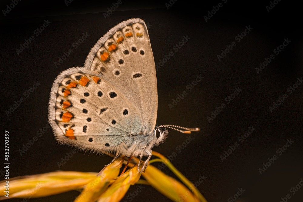 Macro shots, Beautiful nature scene. Closeup beautiful butterfly sitting on the flower in a summer garden.
Macro shots, Beautiful nature scene. Closeup beautiful butterfly sitting on the flower in a summer garden.