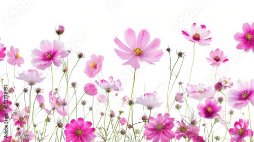 Wallpaper Mural This image features a vibrant cluster of pink cosmos flowers in bloom against a clean white background. The flowers are in various stages of opening, showcasing their delicate petals and bright yellow Torontodigital.ca