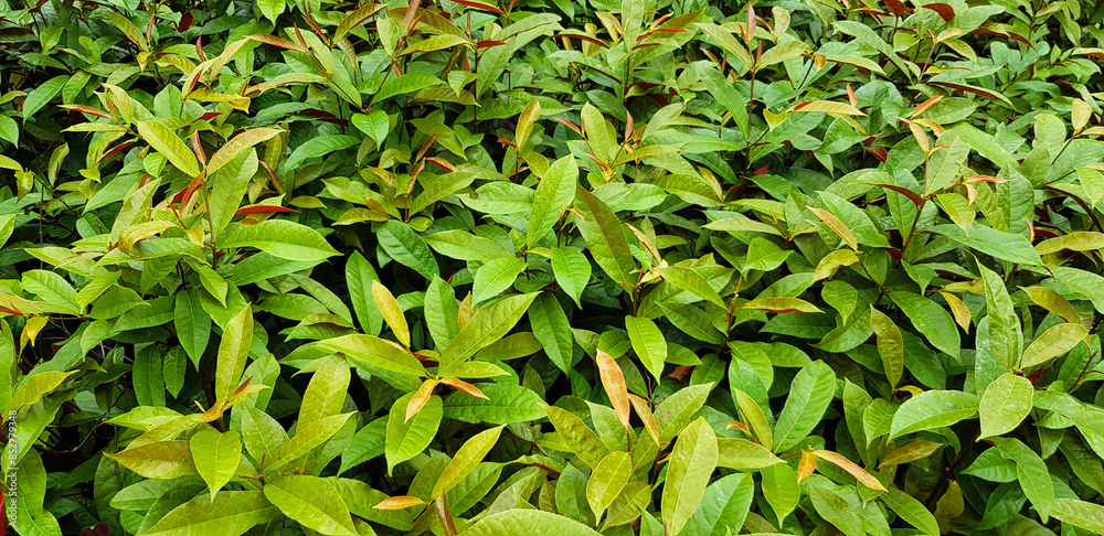 Green leaves and tree growth in garden. Plant and tropical leaf and natural wallpaper with fresh botany. Green leaves and tree growth in garden. Plant and tropical leaf and natural wallpaper with fresh botany.