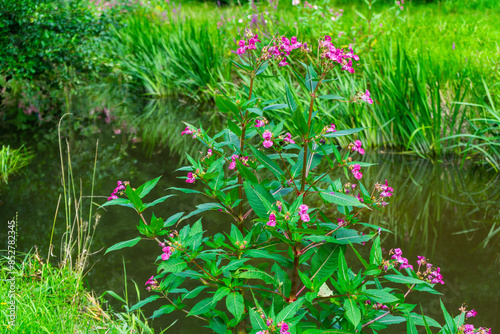 Hiking Big Ohe Stream near Castle Ransberg in the bavarian Forests. photo