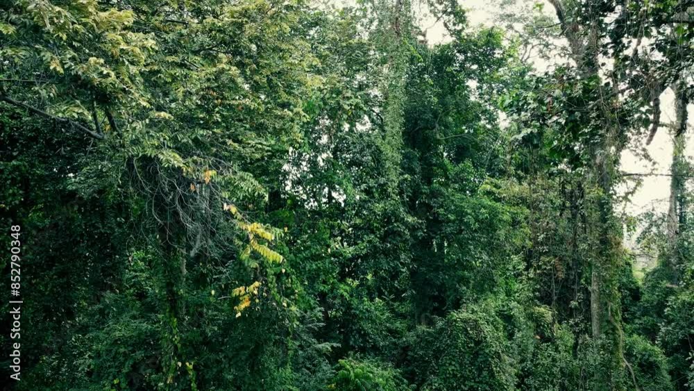 Drone View of Tropical Forest. Wilderness natural background