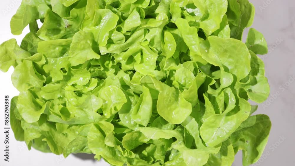 green lettuce head leaves food top view on light surface green lettuce head leaves food top view on light surface