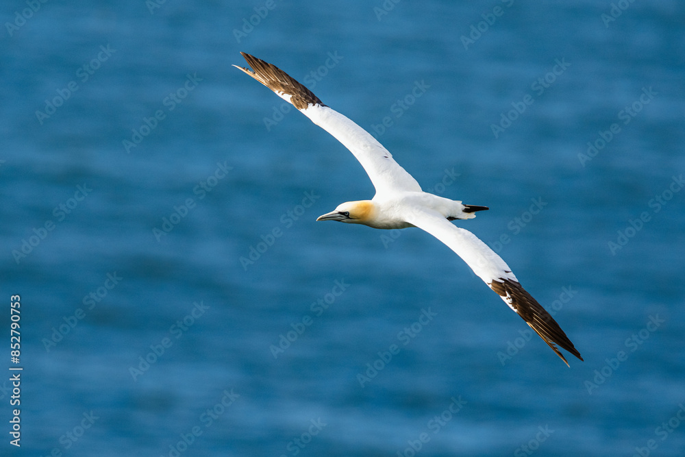 Northern Gannet, Morus bassanus, birds in flight over cliffs, Bempton Cliffs, North Yorkshire, England Northern Gannet, Morus bassanus, birds in flight over cliffs, Bempton Cliffs, North Yorkshire, England