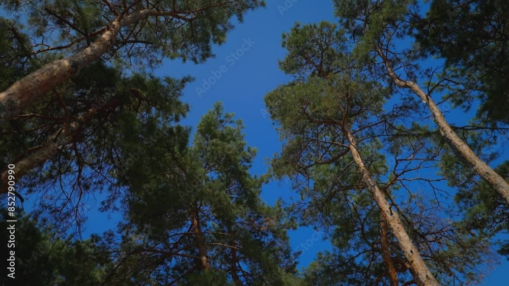 Bottom up view of green foliage of trees with afternoon sun. Walking through the forest with large green trees. Summer background, 4K. Bottom up view of green foliage of trees with afternoon sun. Walking through the forest with large green trees. Summer background, 4K.