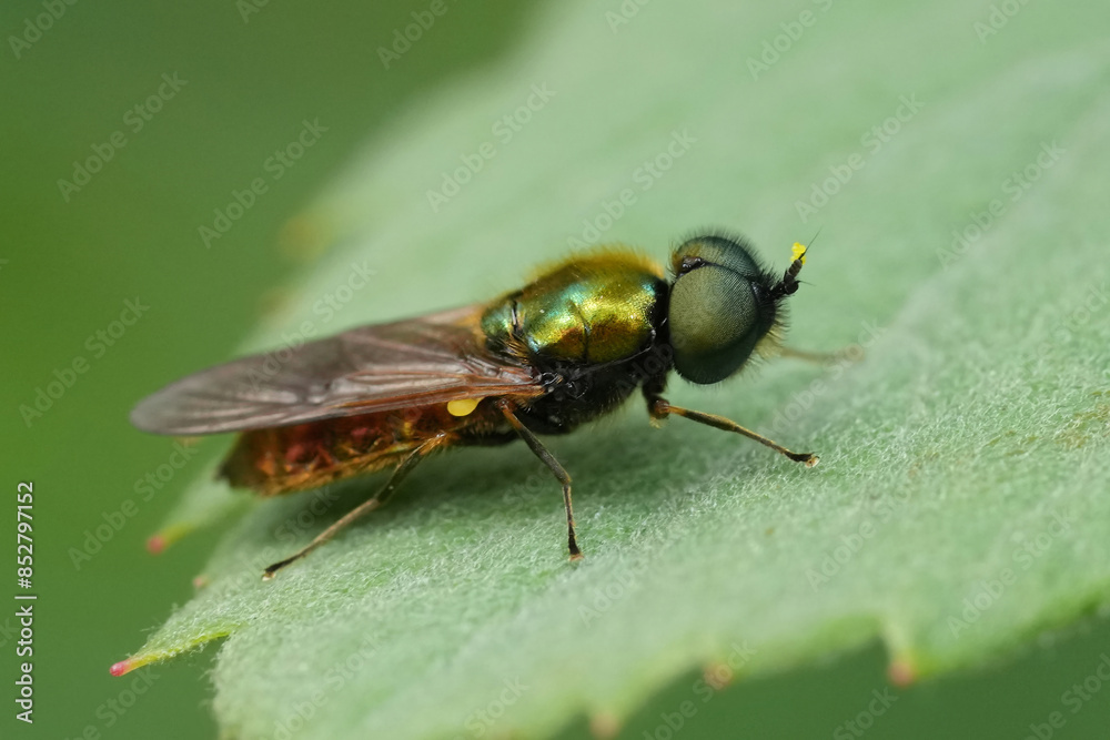 Closeup on a European Green soldier fly, Chloromyia formosa sitting on a green leaf in the garden Closeup on a European Green soldier fly, Chloromyia formosa sitting on a green leaf in the garden