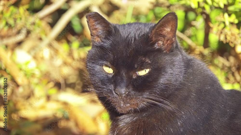 Black cat walks along fallen leaves Black cat walks along fallen leaves