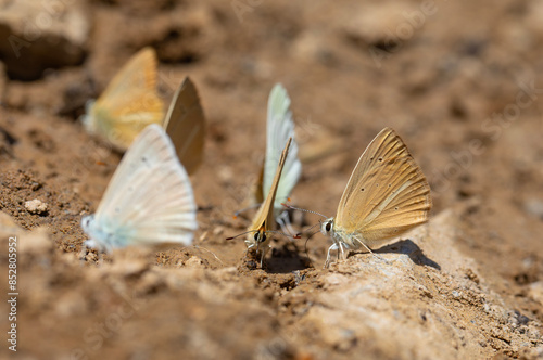 Obraz na płótnie light brown striped butterfly, Polyommatus kurdistanicus w salonie