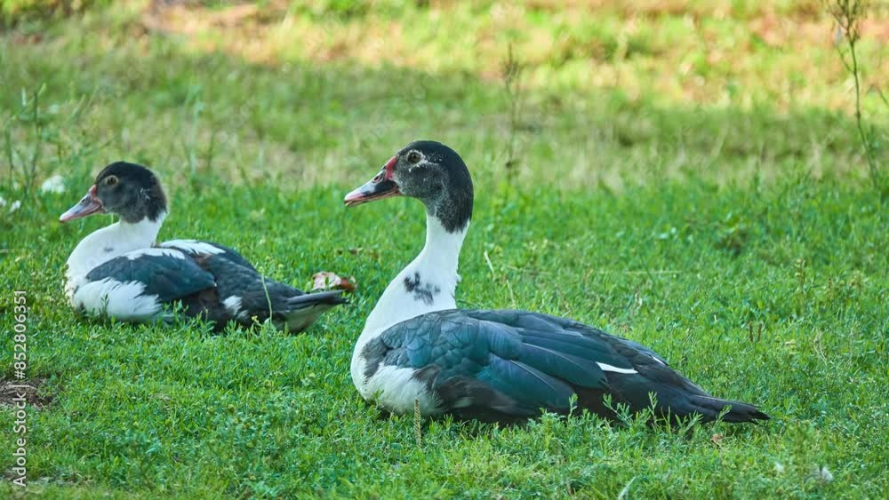 Muscovy duck (Cairina moschata) is a large duck native to the Americas. The domestic subspecies, Cairina moschata domestica, is commonly known in Spanish as the pato criollo, backyard or mute duck. Muscovy duck (Cairina moschata) is a large duck native to the Americas. The domestic subspecies, Cairina moschata domestica, is commonly known in Spanish as the pato criollo, backyard or mute duck.