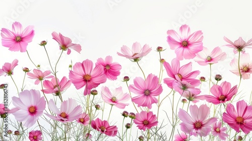A beautiful close-up photograph of pink cosmos flowers blooming against a white background. The flowers are in various stages of bloom, with some fully open and others still in bud. The delicate petal