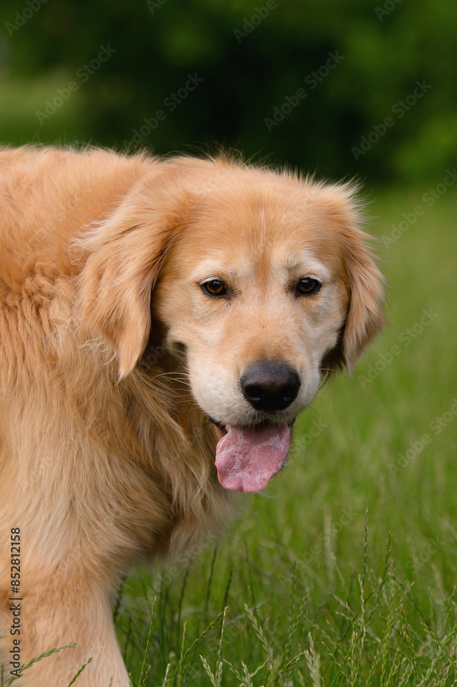 Golden Retriever Panting in Green Grass Golden Retriever Panting in Green Grass