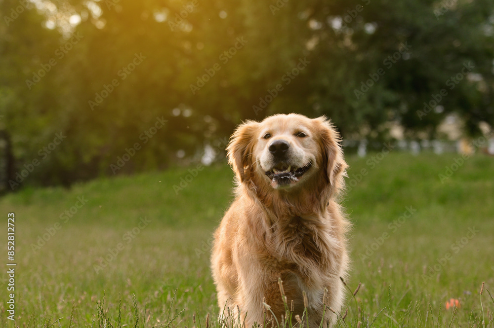 Golden Retriever in Sunlit Green Field Golden Retriever in Sunlit Green Field