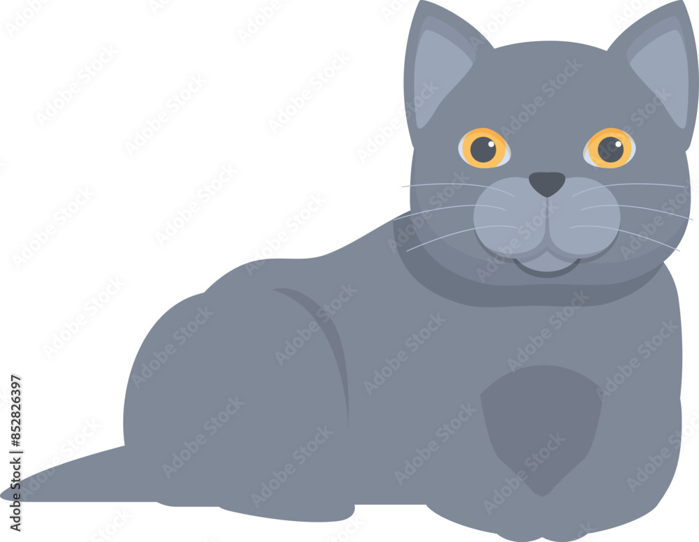 Grey british shorthair cat with yellow eyes relaxing on white background Grey british shorthair cat with yellow eyes relaxing on white background