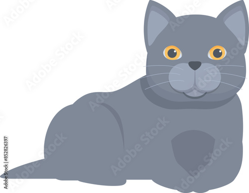 Grey british shorthair cat with yellow eyes relaxing on white background
