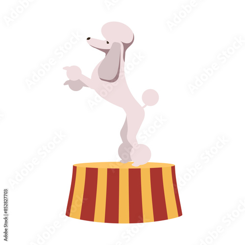 Circus dog standing on pedestal. Cute white poodle on stage on carnival performance. Cartoon isolated vector icon