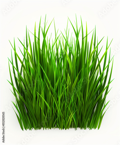 grass blades isolated on white background