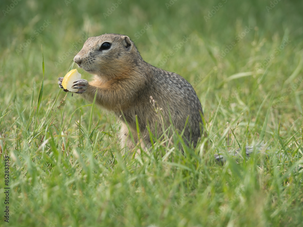 Prairie dog eating a piece of apple.