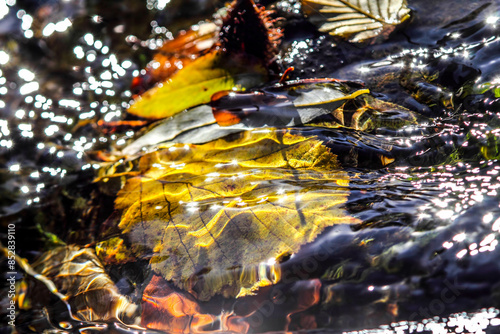 Autumn leaves in water, abstract look.