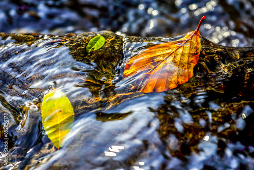 Autumn leaves in water, abstract look.