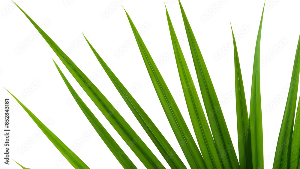 Naklejka premium green grass. White background Isolated