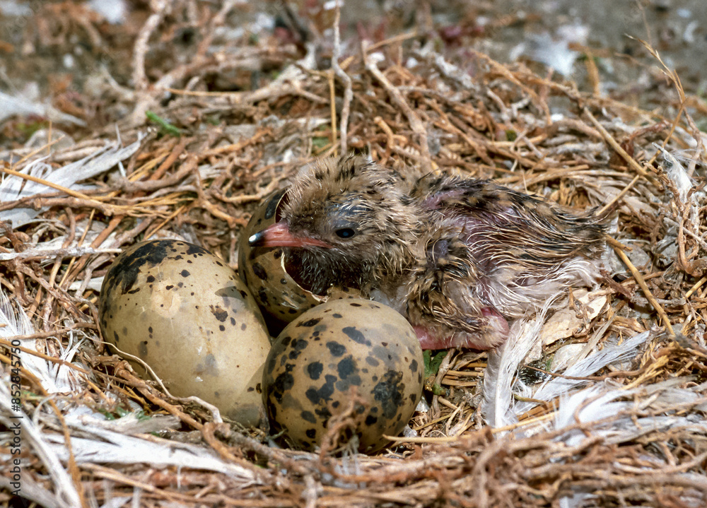Seabird chicks, terns on a nest on the island of Tiligul estuary, southern Ukraine Seabird chicks, terns on a nest on the island of Tiligul estuary, southern Ukraine