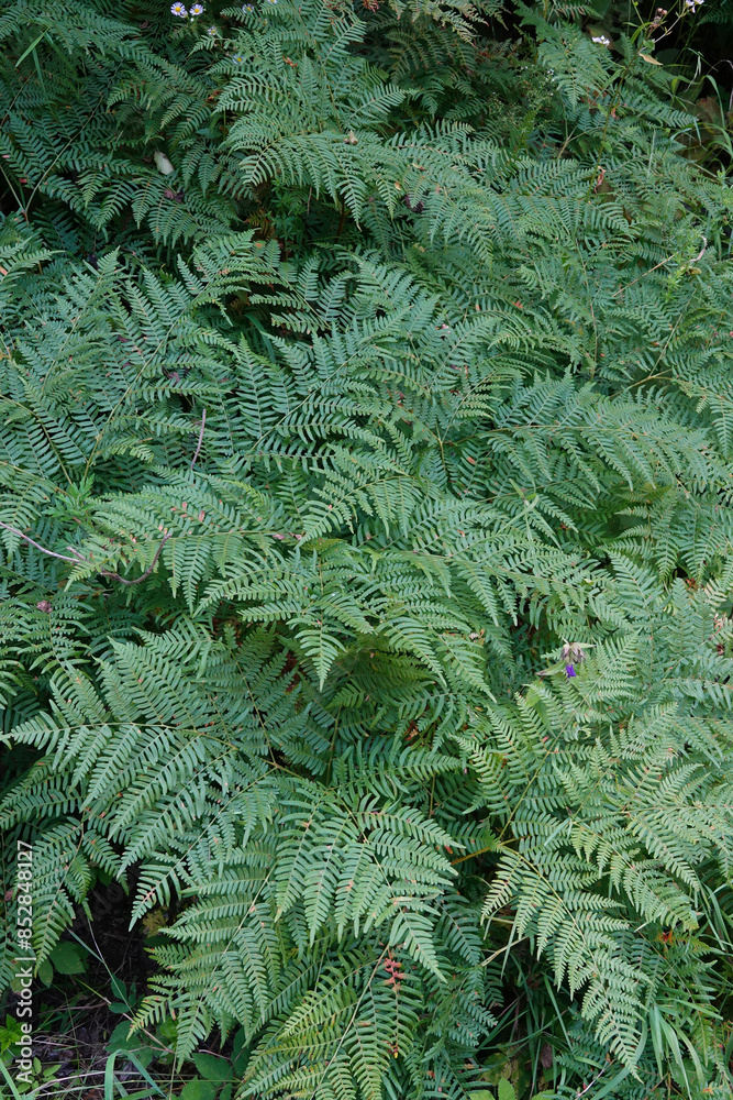Vertical closeup on a group of bracken or cosmopolitan ferns, Pteridium aquilinum