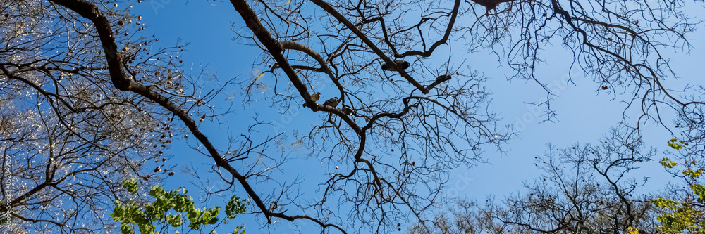 Bare tree branches against a clear blue sky signaling the onset of autumn, ideal for fall season or nature-themed backgrounds Bare tree branches against a clear blue sky signaling the onset of autumn, ideal for fall season or nature-themed backgrounds