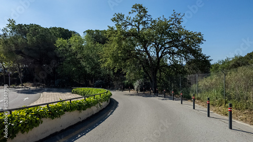 Wallpaper Mural Sunny day on a serene curved road flanked by lush greenery and trees, ideal for Earth Day concepts or eco-friendly travel themes Torontodigital.ca