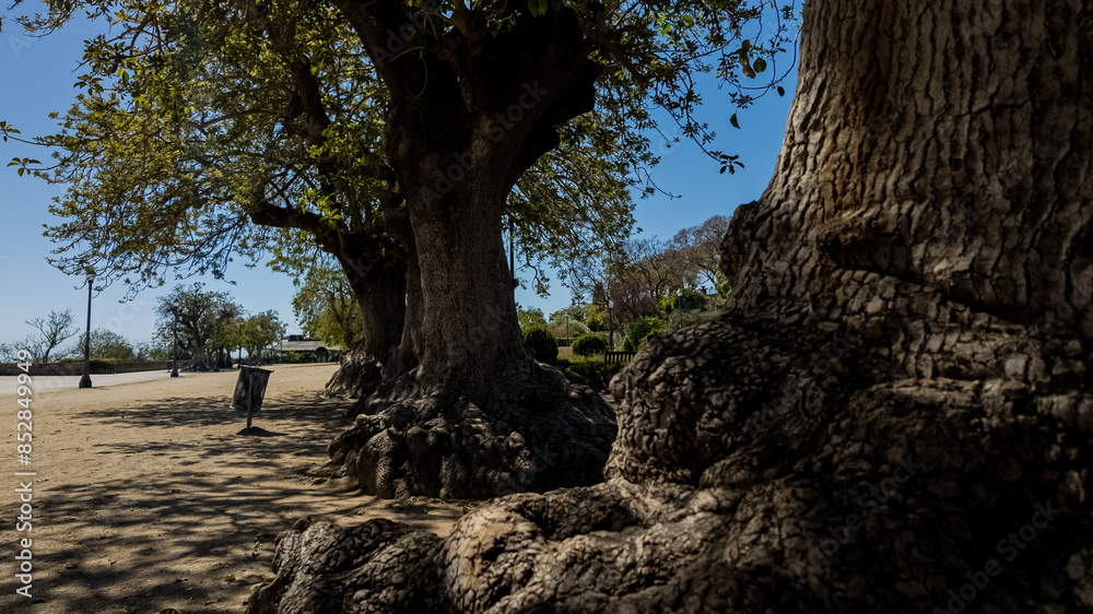 Ancient, gnarled trees with textured bark under a clear sky in a tranquil park, suitable for Earth Day themes and environmental conservation concepts Ancient, gnarled trees with textured bark under a clear sky in a tranquil park, suitable for Earth Day themes and environmental conservation concepts