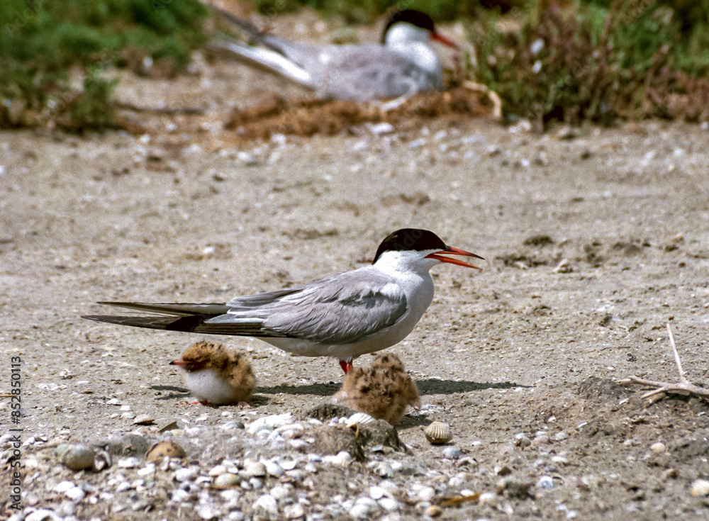 The common tern (Sterna hirundo), adult bird on the sand near a nest on the shore of the estuary The common tern (Sterna hirundo), adult bird on the sand near a nest on the shore of the estuary