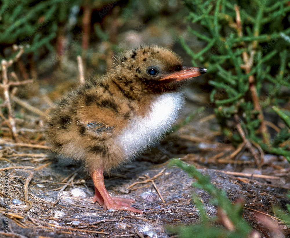 Lake tern chick in a nest on the sand on the shore of an estuary Lake tern chick in a nest on the sand on the shore of an estuary