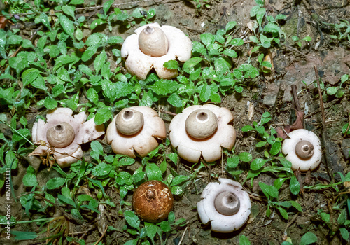 Arched earthstar (Geastrum fornicatum), star mushroom next to green plants in the forest photo