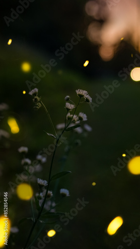 Fluttering Fireflies 