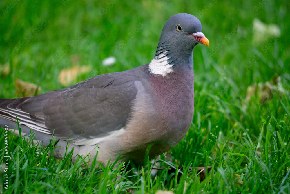Pigeon sitting on the ground in grass with an orange beak looking cute into the camera Pigeon sitting on the ground in grass with an orange beak looking cute into the camera