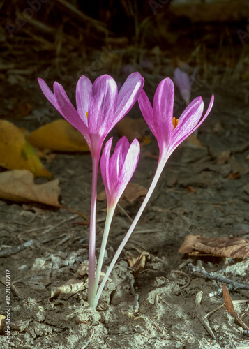 Ephemeral flowers, primroses in the wild (Colchicum autumnale), Crocus blooming photo