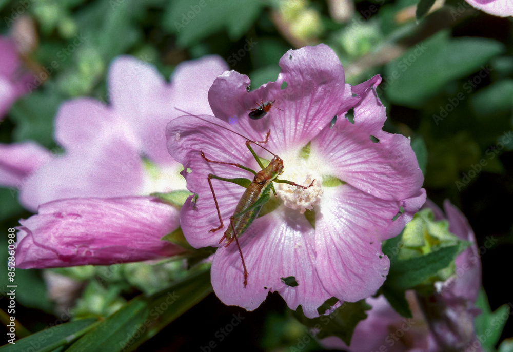 Young grasshopper on plants with flowers, southern Ukraine Young grasshopper on plants with flowers, southern Ukraine