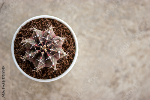 Gymnocalycium mihanovicii is a cactus that is easy to find and has beautiful colors. It grows quickly, is easy to care for, inexpensive, and suitable for starting plants.