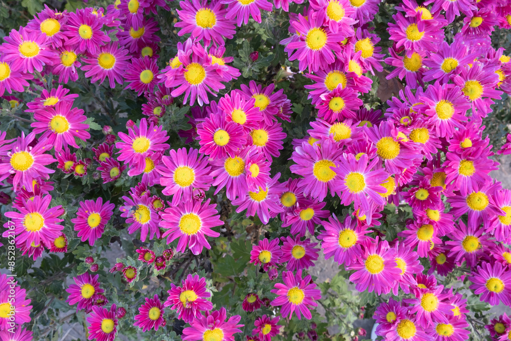 Pink floral background from Chrysanthemums. High quality photo Pink floral background from Chrysanthemums. High quality photo