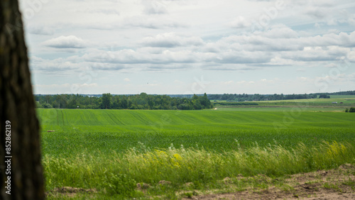 Bild auf Leinwand A large, green wheat field, in cloudy weather