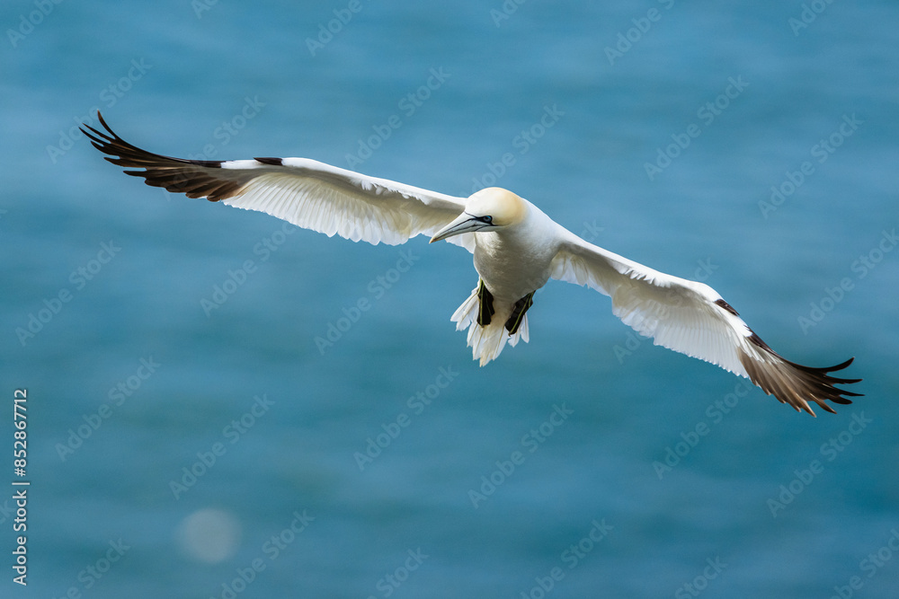 Northern Gannet, Morus bassanus, birds in flight over cliffs, Bempton Cliffs, North Yorkshire, England Northern Gannet, Morus bassanus, birds in flight over cliffs, Bempton Cliffs, North Yorkshire, England