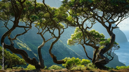 Capturing the scenic beauty of Fanal in Madeira the ancient laurel trees and their unique twisted branches and abundant foliage showcasing nature s beauty photo