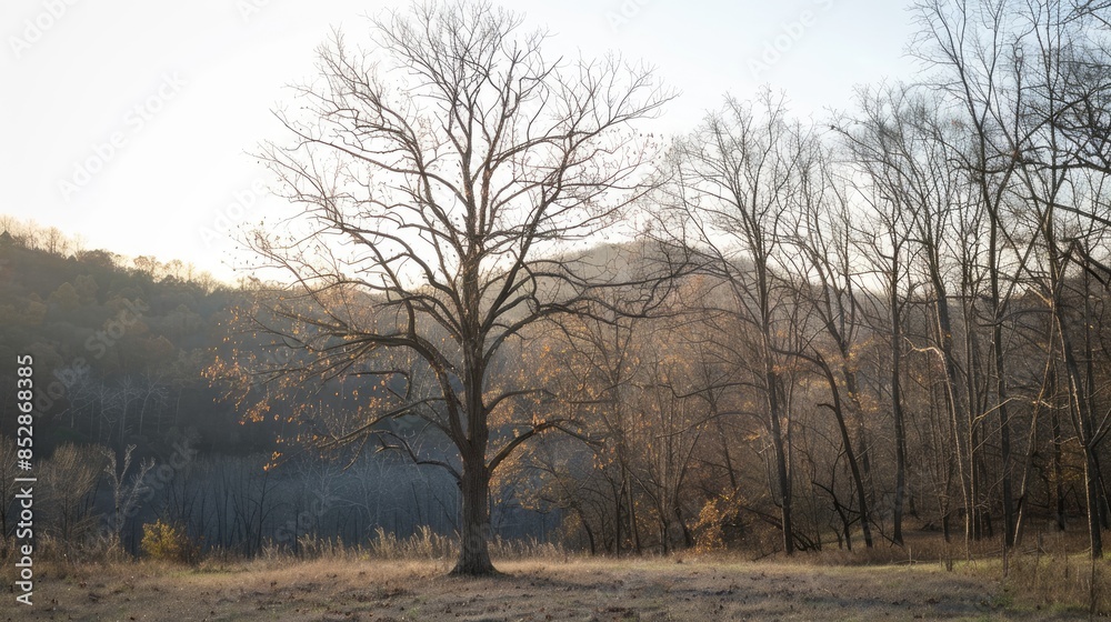 A partially bare tree among other trees in the background A partially bare tree among other trees in the background