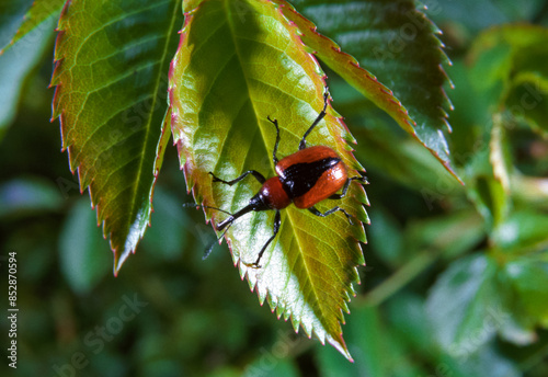 Mecorhis ungarica - red beetle weevil on a plant leaf in the wild photo