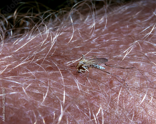 A mosquito sucks blood on a man's hairy arm photo
