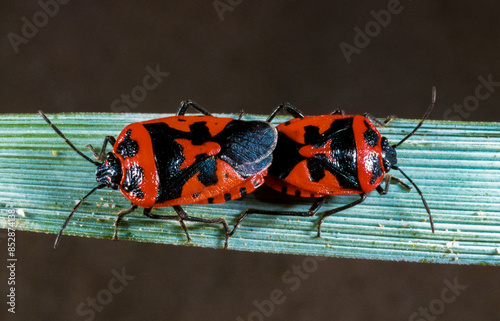 The shield bug (Eurydema ornata), mating bugs on a green plant photo