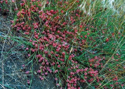(Ephedra distachya), medicinal herbaceous plant on a clay cliff on the bank of the Karadag photo
