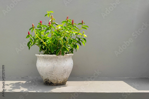 A cluster of Costus woodsonii or Red Button Ginger or Pacing Pentul, planted in a large white clay pot, is placed outside the house with a wall in the background. photo