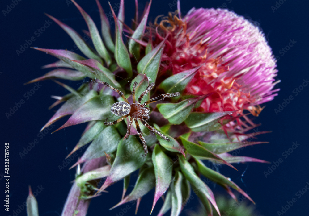 Larinioides cornutus - a spider hides among the thorns on a thistle flower, southern Ukraine Larinioides cornutus - a spider hides among the thorns on a thistle flower, southern Ukraine