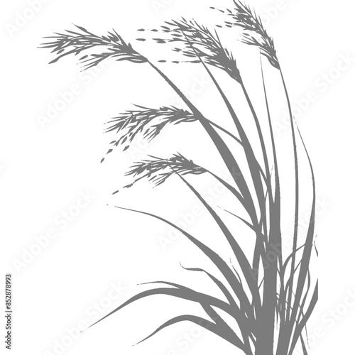 silhouette rice plants are ripe for harvest black color only