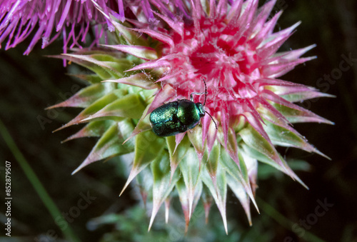 Cryptocephalus sericeus - small leaf beetle on a thistle flower, southern Ukraine photo